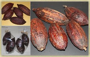 Black Image Natureworld - cacao - Fruit Séché