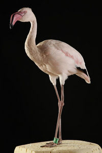 MASAI GALLERY - flamant nain - Oiseau