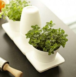 Capsules pour Plantui Smart Garden. Herbes aromatiques indoor: Basilic