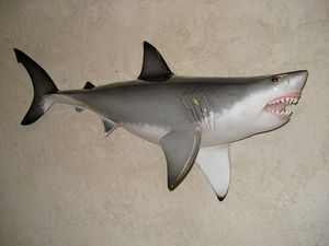 cap vert - grand requin blanc - Trophée De Pêche