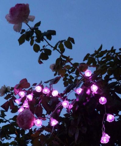 FEERIE SOLAIRE - Guirlande lumineuse-FEERIE SOLAIRE-Guirlande solaire roses 20 leds rose 3m80