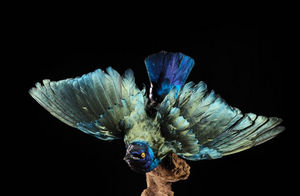 MASAI GALLERY - taxidermie - Bird
