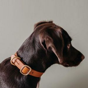 BAND AND ROLL -  - Dog Collar