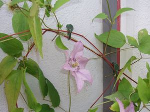 JARDINET -  - Krawatte Pflanzen
