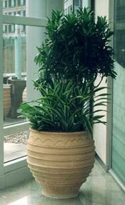 Indoor Garden Design - abn amro - Natürliche Zimmerpflanze