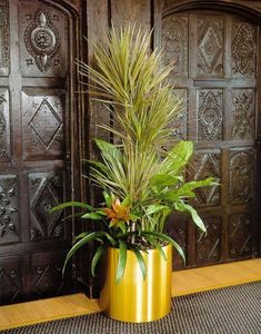 Plantlife -  - Natürliche Zimmerpflanze